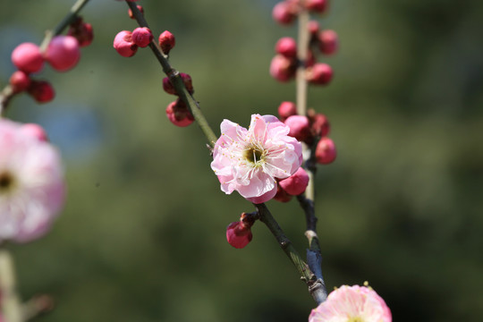 梅花