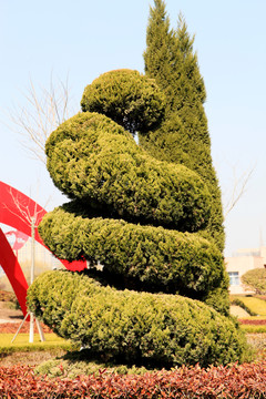 龙柏树
