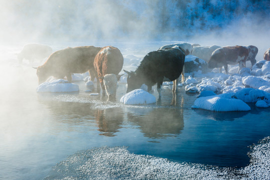 冬季河流牛喝水