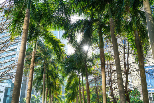 热带绿色植物椰树林