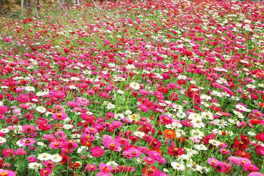 花海