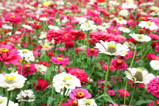 花海