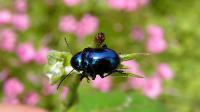 甲虫