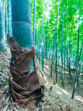 绿竹林