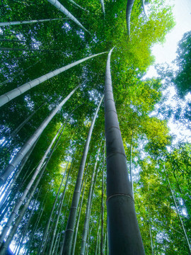 竹枝