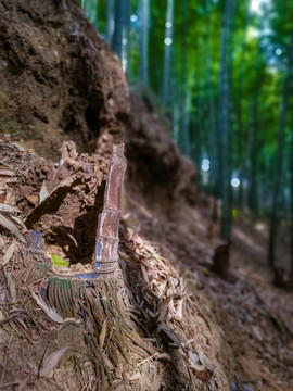 竹林