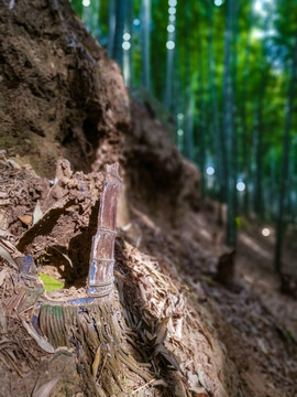 竹林
