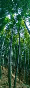 竹林