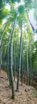 竹林