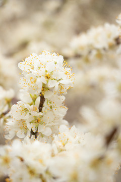 梨花梨树