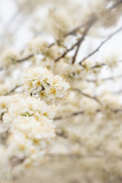 梨花梨树