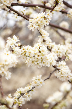 梨花梨树