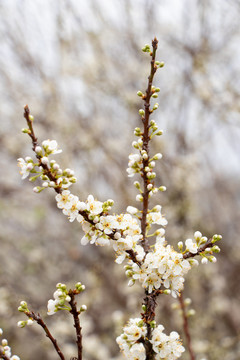 梨花梨树树枝