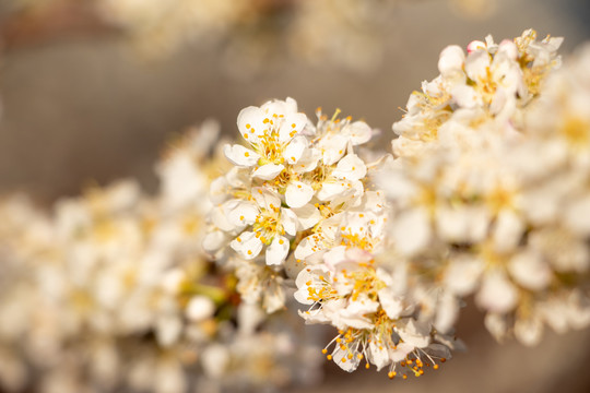 梨花梨树