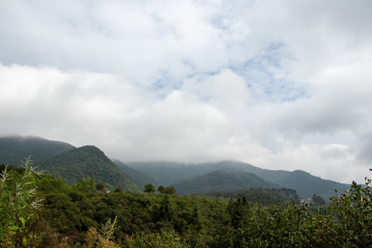 丘陵山地树木