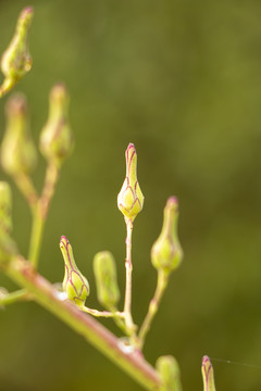 翅果菊