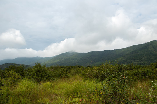 丘陵山地树木