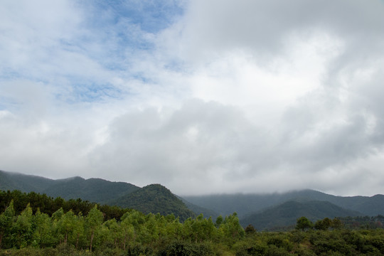 丘陵山地树木