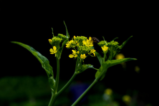 油菜花