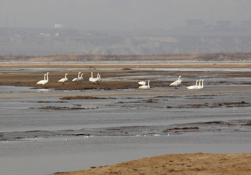 黄河湿地白天鹅