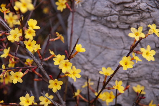 迎春花开