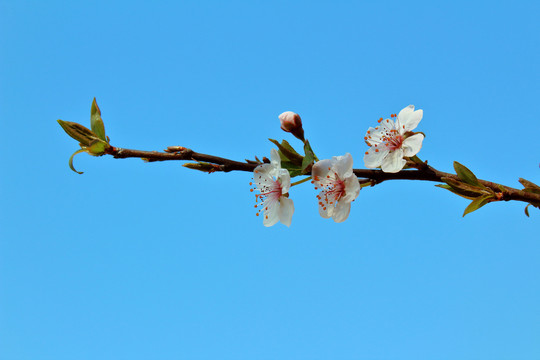 一枝红李花