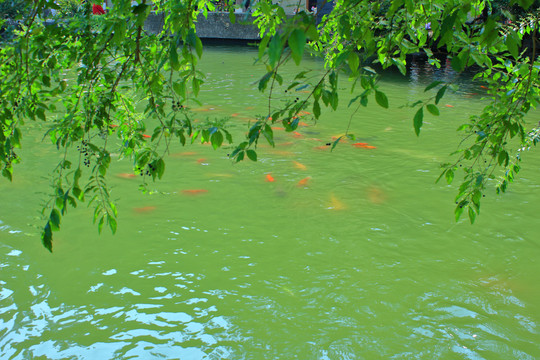 绿叶水面红鲤