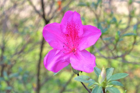 花蕾近拍