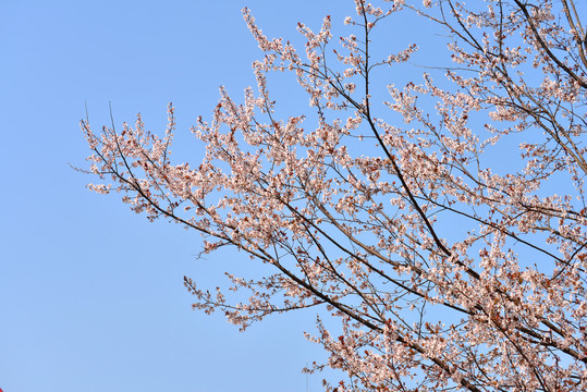 花枝