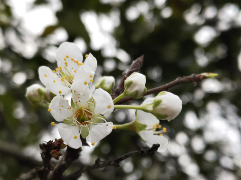 李子花