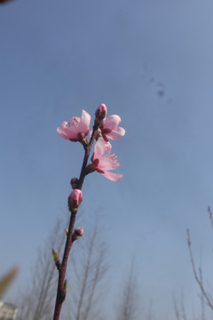春天桃花桃枝