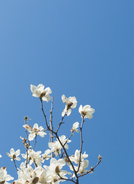 玉兰花