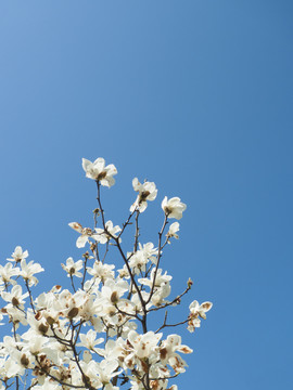 玉兰花