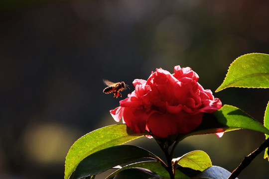 茶花与蜜蜂