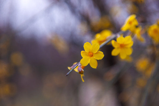 迎春花开