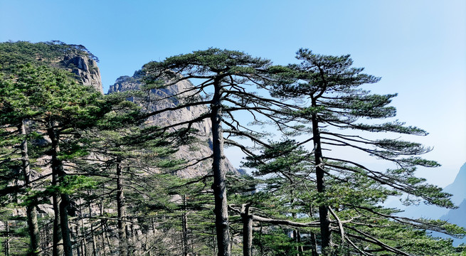 安徽黄山迎客松