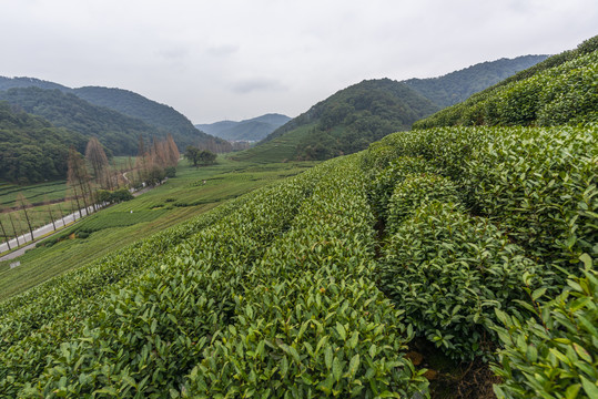 杭州西湖龙井茶种植基地梅家坞
