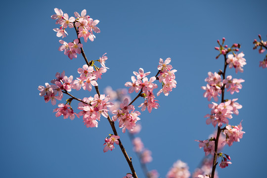 雁楠逸园樱花