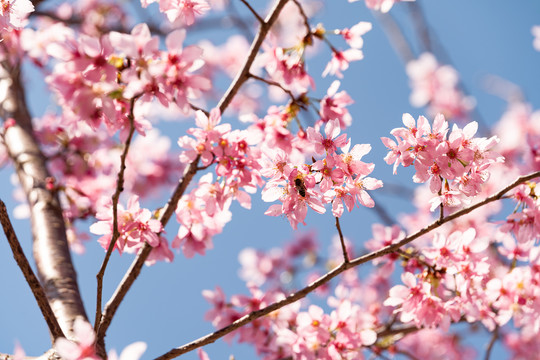 雁楠逸园樱花