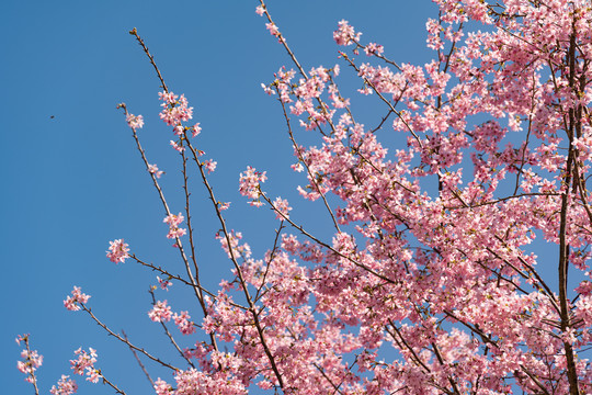 椿寒樱花