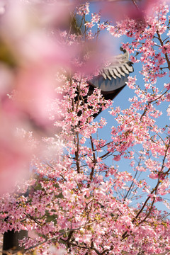 雁楠逸园樱花