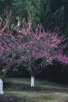 梅花树