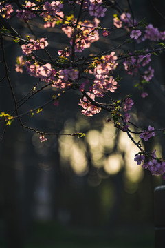 樱花盛开