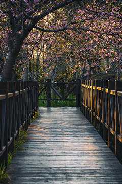 樱花桥廊