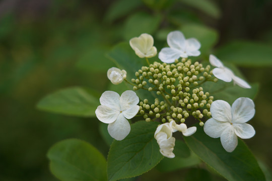 小花