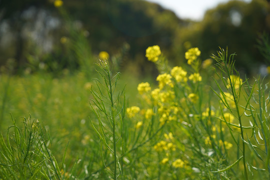 油菜花