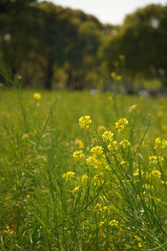 油菜花