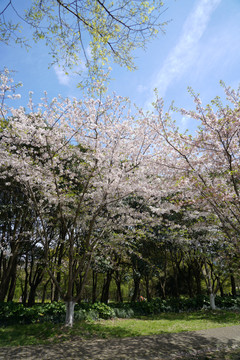 樱花树