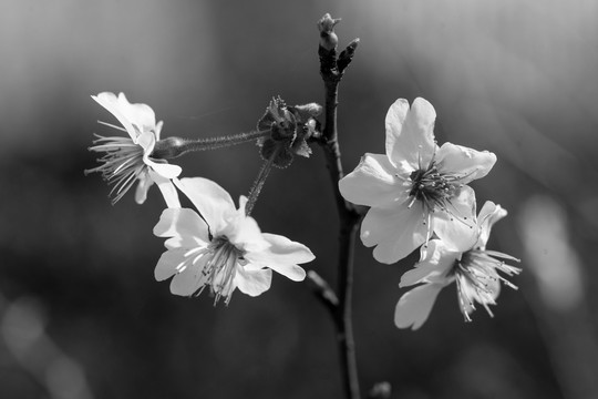 迎春樱桃花