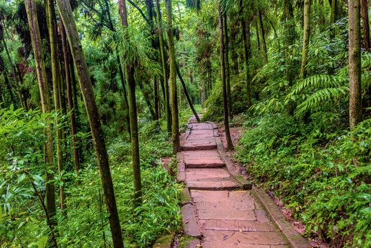 中国四川成都青城山山路